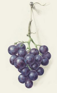 Artwork; Jean Bernard, 1775: Tros blauwe druiven