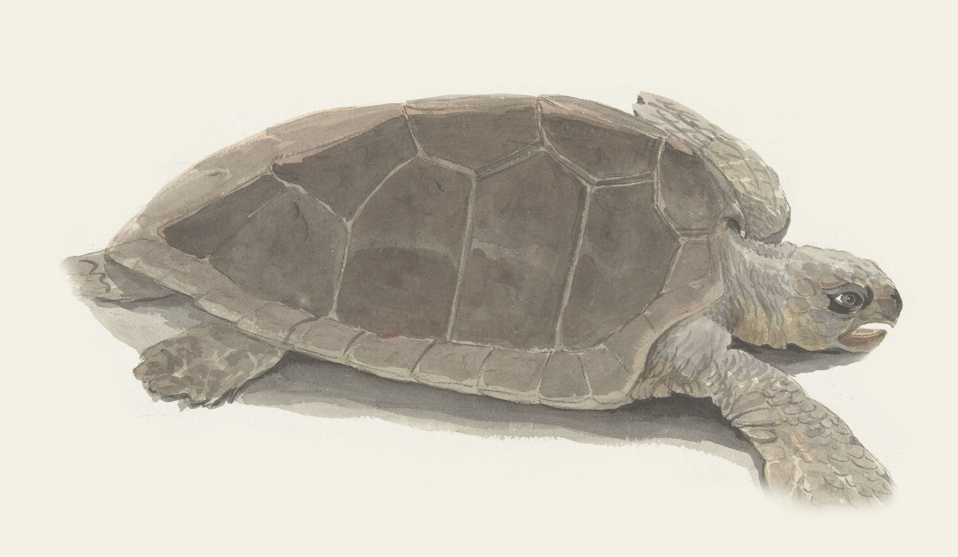 Artwork; Louis Ducros, 1778: Schildpad gevangen door de bemanning van de boot